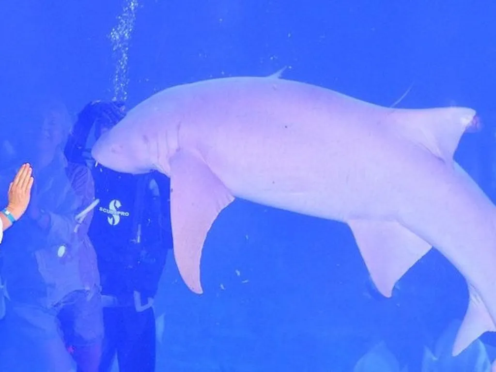 Hurghada Grand Aquarium hurghada-grand-aquarium/behind-the-scene_(1).jpg