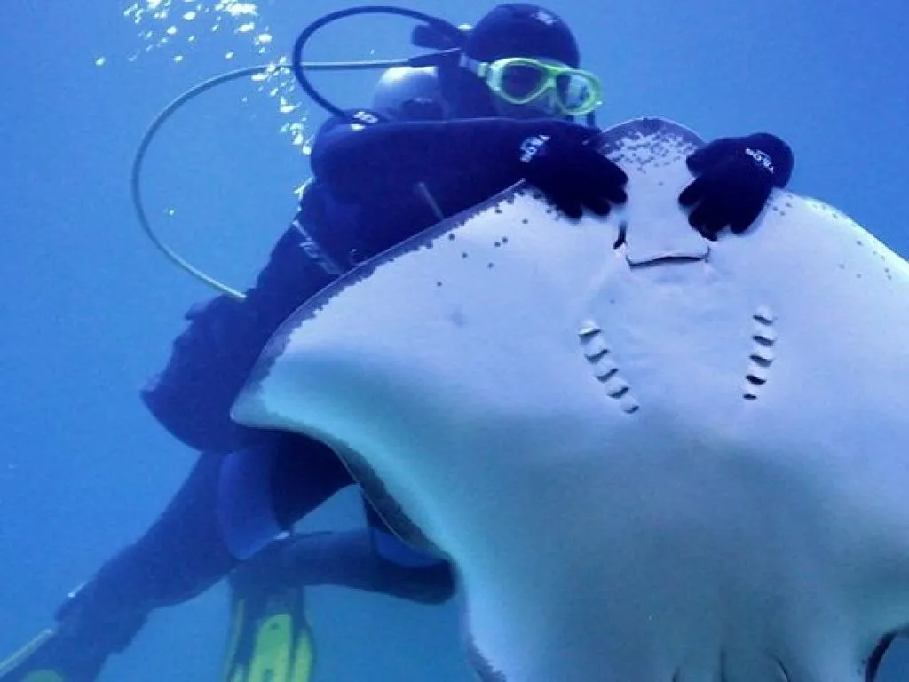 Hurghada Grand Aquarium hurghada-grand-aquarium/sting-ray.jpg