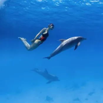 Sataya Dolphin Reef Snorkeling Cruise with Lunch