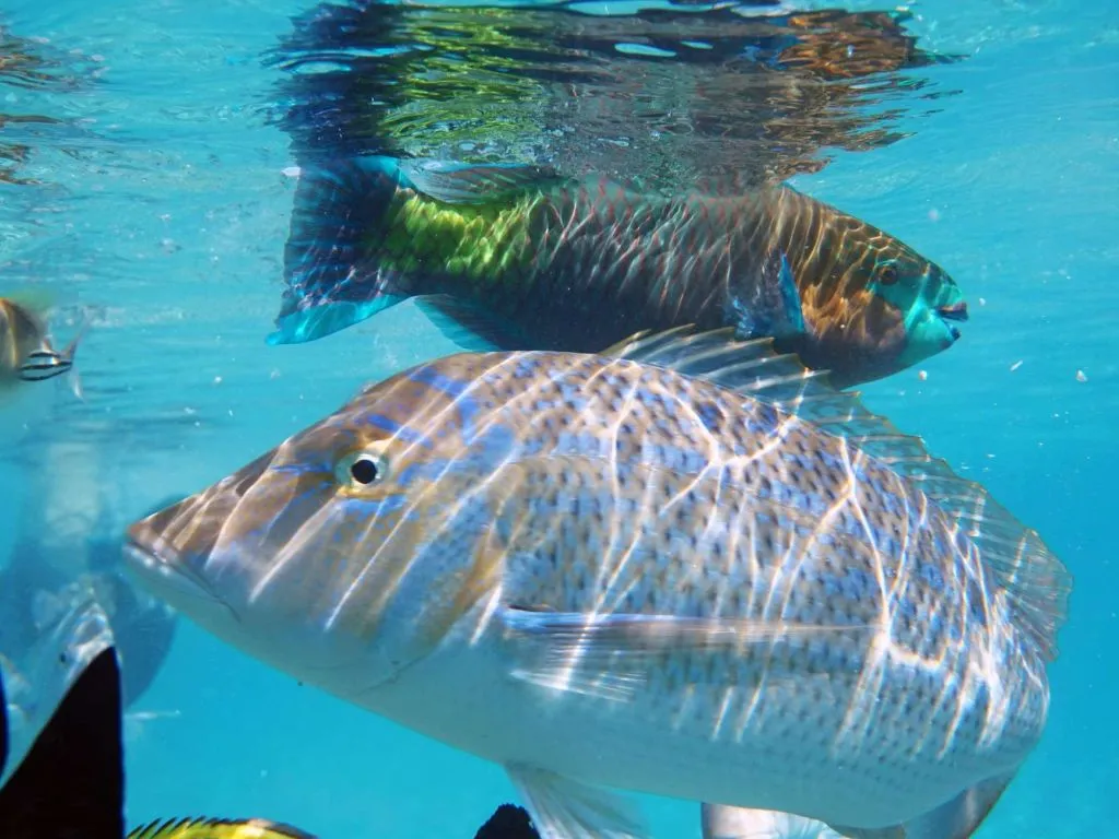 Sataya Dolphin Reef Snorkeling Cruise with Lunch sataya-dolphin-reef-snorkeling-cruise-with-lunch/0bc587ac1bf70ab72059f28efeb28e44a3a7c4b16a36a007c6d53fe7fc2ed236.jpg