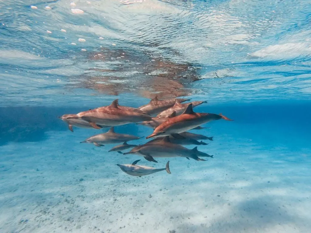 Sataya Dolphin Reef Snorkeling Cruise with Lunch sataya-dolphin-reef-snorkeling-cruise-with-lunch/210e3776d024c1cc251086e0383fe131f30cfcfbdfcd8ebd56c635bc850c0831.jpg