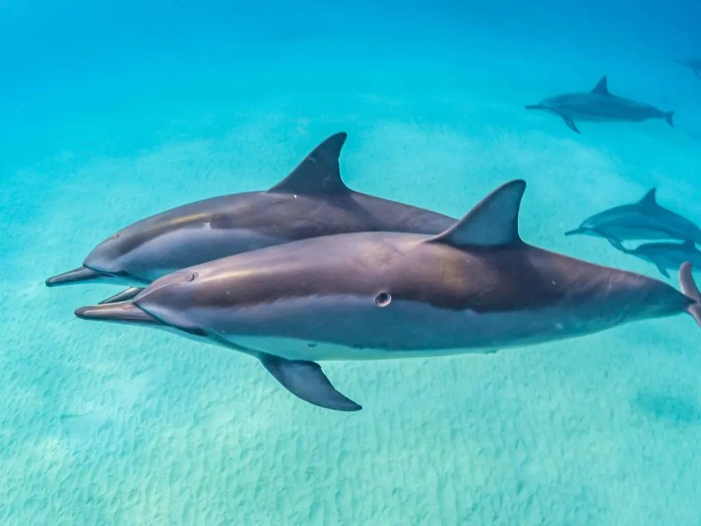 Sataya Dolphin Reef Snorkeling Cruise with Lunch sataya-dolphin-reef-snorkeling-cruise-with-lunch/25c4c452947e5d7a71577fbe0523a905a9c9884969e4415b20ab89ac3534df9f.jpg
