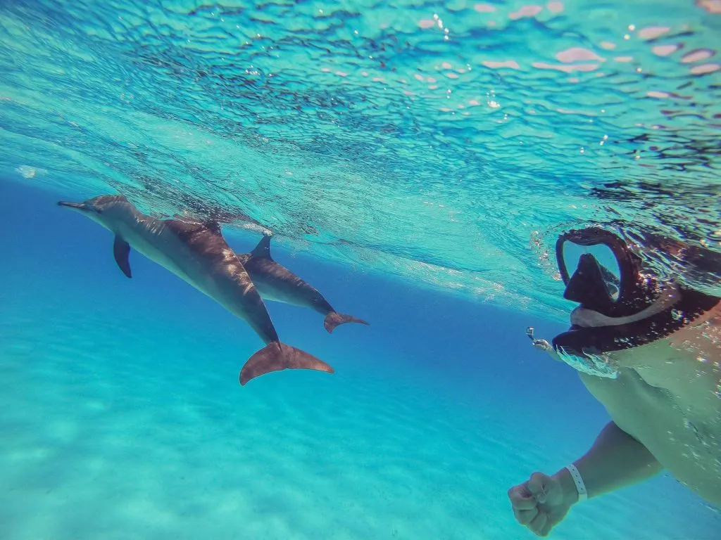 Sataya Dolphin Reef Snorkeling Cruise with Lunch sataya-dolphin-reef-snorkeling-cruise-with-lunch/30d2d660a4940ddca093e86dedaa0b443180378a881bdfba56a33935c89c7688.jpg