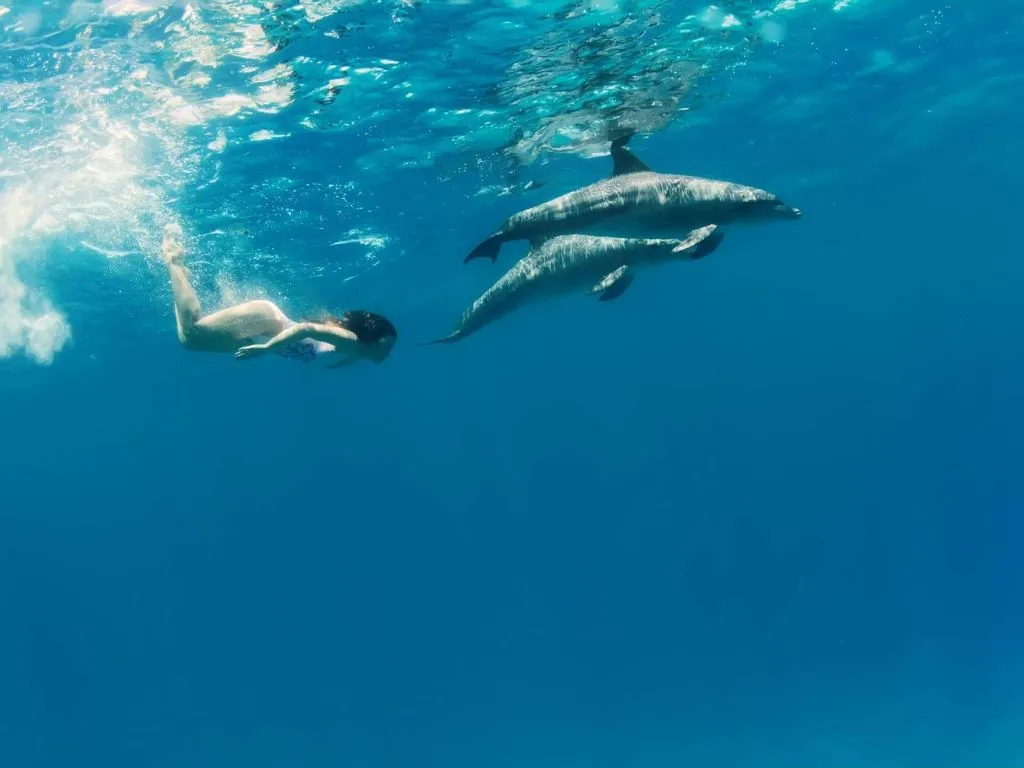 Sataya Dolphin Reef Snorkeling Cruise with Lunch sataya-dolphin-reef-snorkeling-cruise-with-lunch/3568d45d53d0f14e216cdfe3a68433a88826b9de11d1fd1d55b6bcefbf4dec7f.jpg