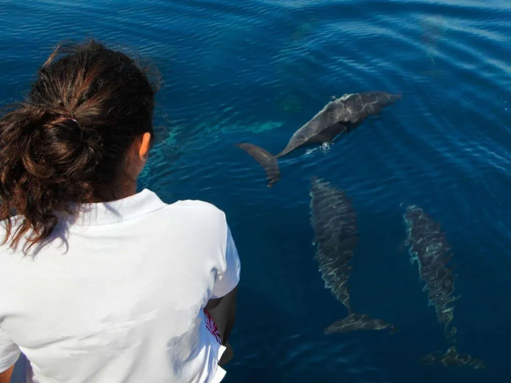 Sataya Dolphin Reef Snorkeling Cruise with Lunch sataya-dolphin-reef-snorkeling-cruise-with-lunch/661ffaf439c6f48ab889b157365b65e75b558958ef07b8148c8d64a6b26a8e00.jpg