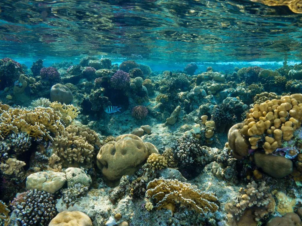 Sataya Dolphin Reef Snorkeling Cruise with Lunch sataya-dolphin-reef-snorkeling-cruise-with-lunch/8d97926f11c1190be1b86fcd5b2ae7f44cac925dadffadfddff906e2b8ced502.jpg