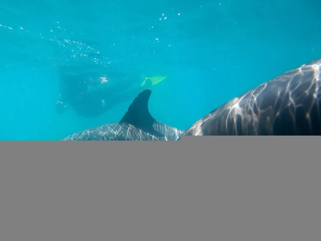 Sataya Dolphin Reef Snorkeling Cruise with Lunch sataya-dolphin-reef-snorkeling-cruise-with-lunch/99bda5a1a096a3cfc327fee08a6910569e3215b83c8d7b33350f1f7b7533dfee.jpg