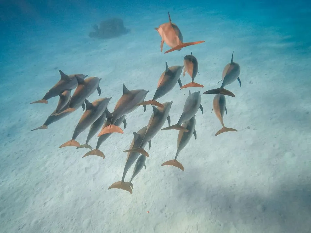 Sataya Dolphin Reef Snorkeling Cruise with Lunch sataya-dolphin-reef-snorkeling-cruise-with-lunch/a6cdf10a0ca73030cdc070d219848c3ced9fce7e74904b615a398e592c117649.jpg
